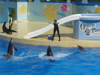 Half Day Ocean Park Tour